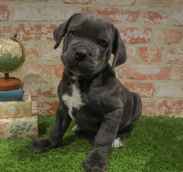 Male Cane Corso puppy named Finneas for sale at Waggles Raleigh.