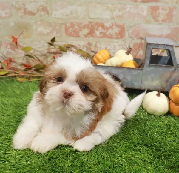 Male Teddy Bear puppy named Crew for sale at Waggles Charlotte.
