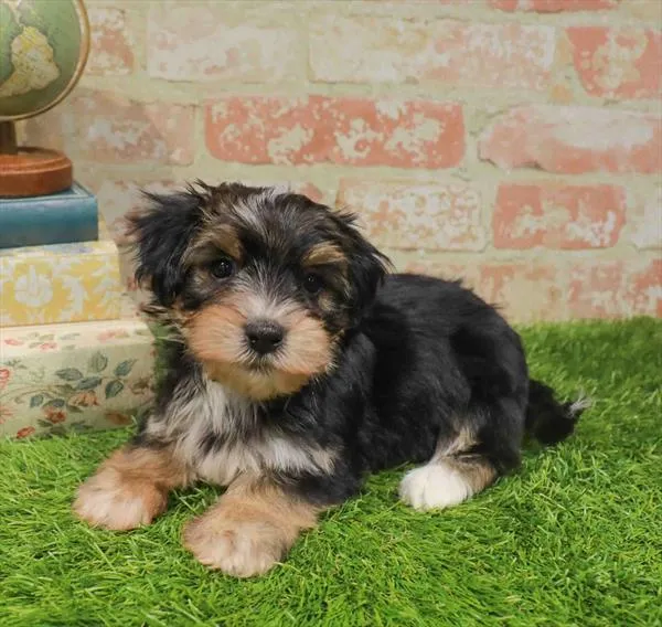 Female Morkie puppy named Juliette for sale at Waggles Charlotte.