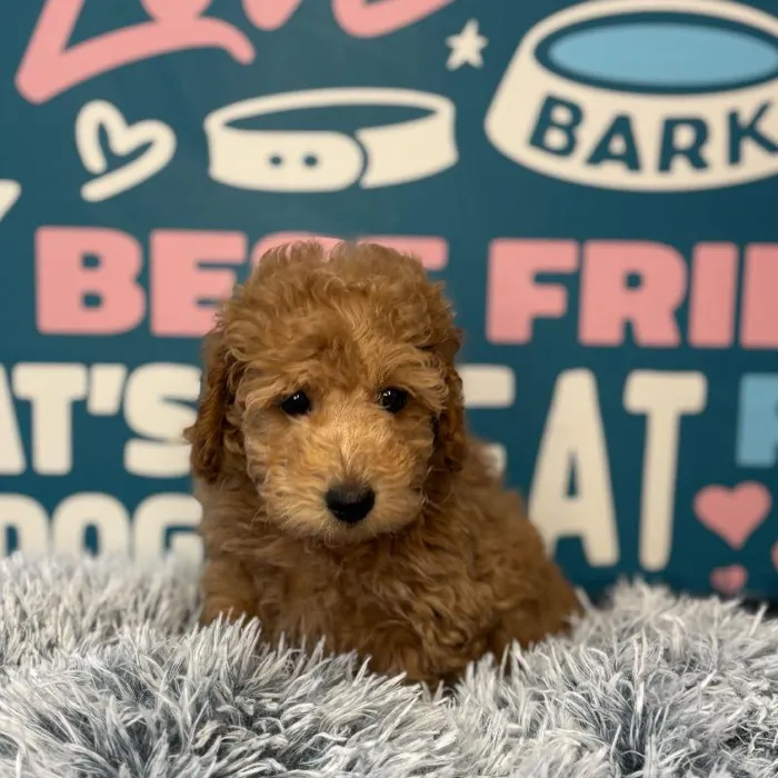 Male Mini Poodle puppy named Louie for sale at Waggles Charlotte.