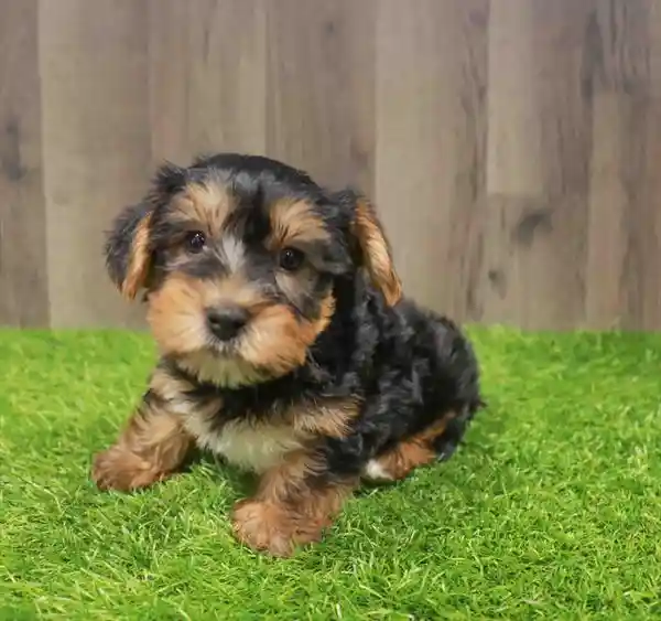 Male Yorkie puppy named Hawthorne for sale at Waggles Greensboro.