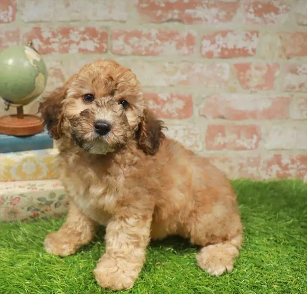 Female Mini Whoodle puppy named Esther for sale at Waggles Raleigh.