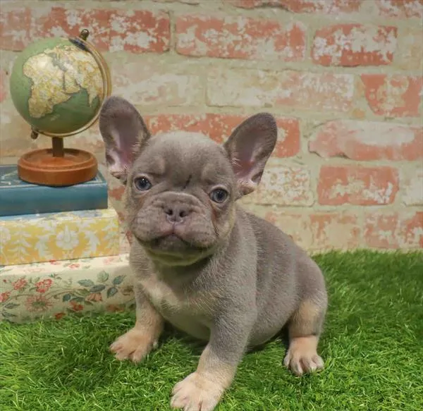 Male French Bulldog puppy named Gideon for sale at Waggles Raleigh.