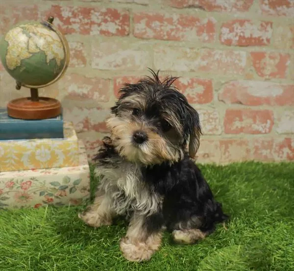 Female Morkie puppy named Cleo for sale at Waggles Charlotte.