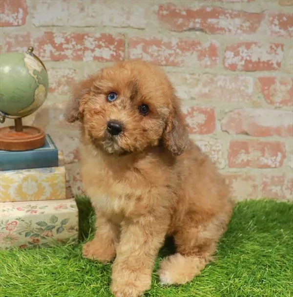 Female Mini Whoodle puppy named Viviana for sale at Waggles Charlotte.