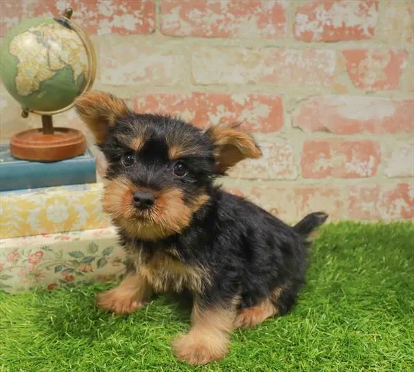 Male Silky Terrier puppy named Walter for sale at Waggles Charlotte.