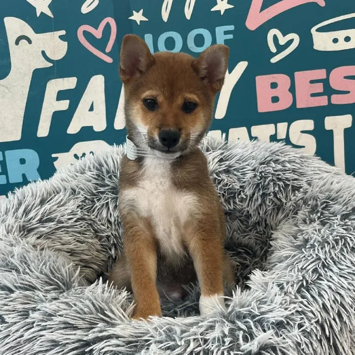 Male Shiba Inu puppy named Gary for sale at Waggles Charlotte.