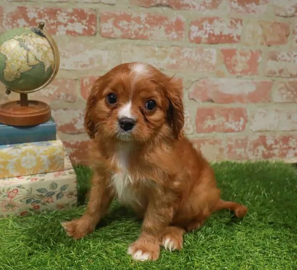 Male Cavalier King Charles Spaniel puppy for sale at Waggles Greensboro.