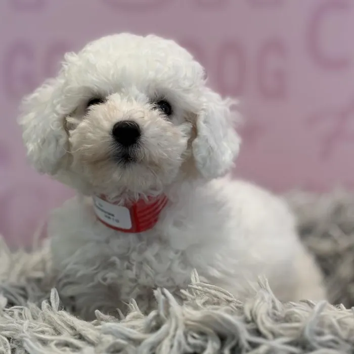 Female Mini Poodle puppy named Maize for sale at Waggles Greensboro.
