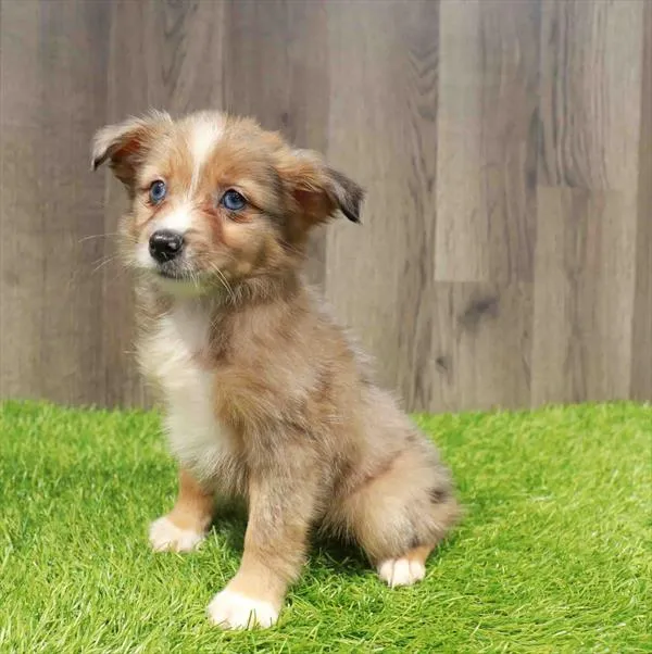 Male Mini Aussiedoodle puppy named Wolf for sale at Waggles Greensboro.