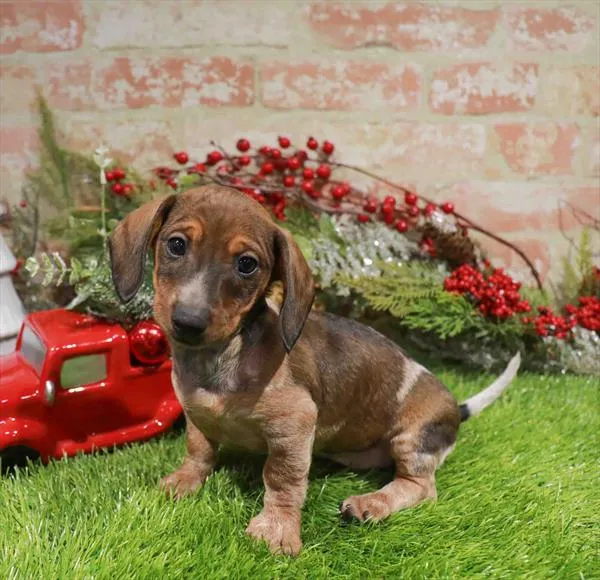 Female Dachshund puppy named Dobby for sale at Waggles Greensboro.