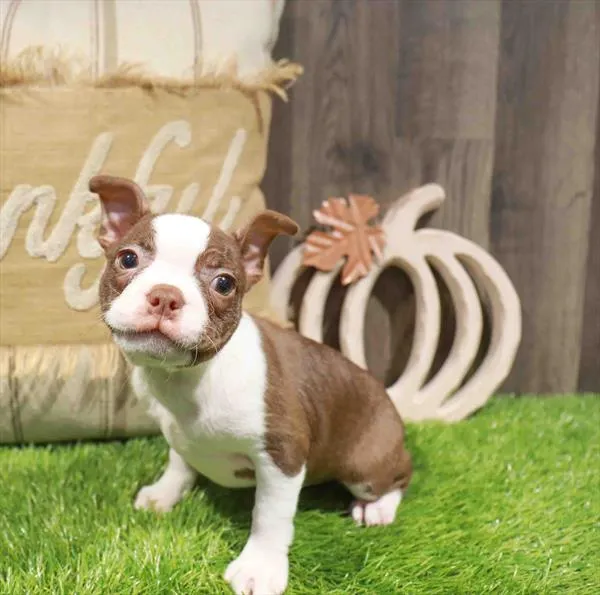Female Boston Terrier puppy named Yam for sale at Waggles Greensboro.