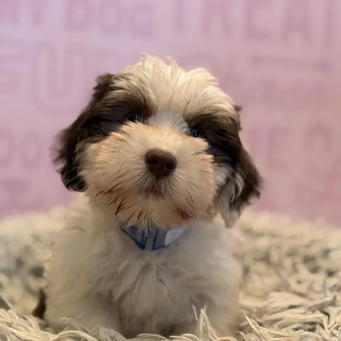 Male Havanese puppy named Binx for sale at Waggles Greensboro.