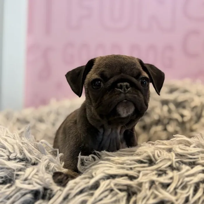 Female Pug puppy named Pugsley for sale at Waggles Greensboro.