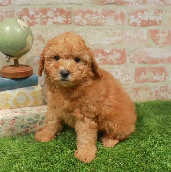 Male Poodle puppy named Butterfinger for sale at Waggles Greensboro.