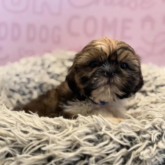 Male Shih Tzu puppy named Gomez for sale at Waggles Greensboro.