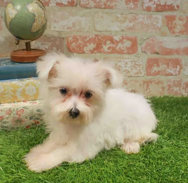 Female Maltese puppy for sale at Waggles Greensboro.