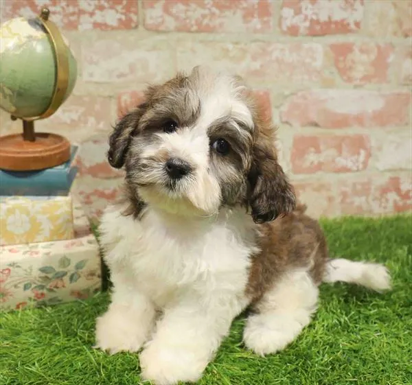 Male Teddy Bear puppy named Eli for sale at Waggles Charlotte.