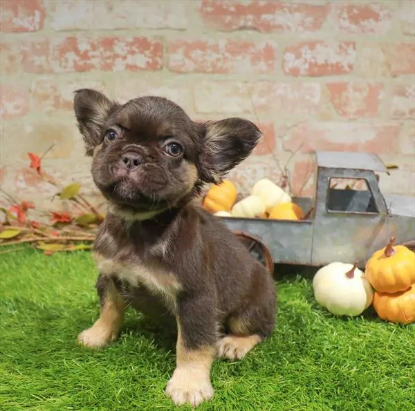 Female Fluffy French Bulldog puppy named Sally for sale at Waggles Raleigh.