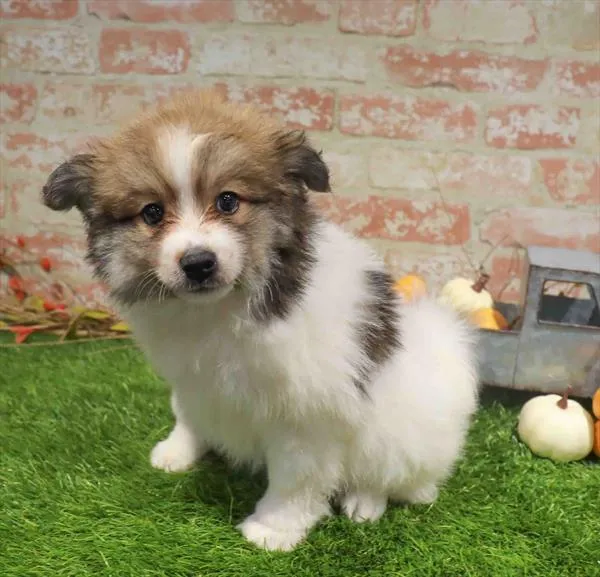 Male Pomsky 2Nd Gen puppy named Winston for sale at Waggles Charlotte.
