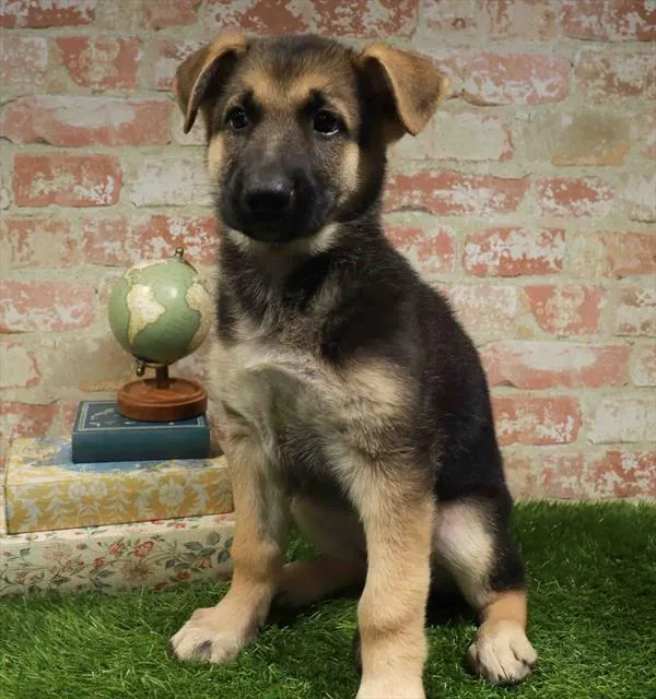Female German Shepherd puppy named Mallory for sale at Waggles Charlotte.