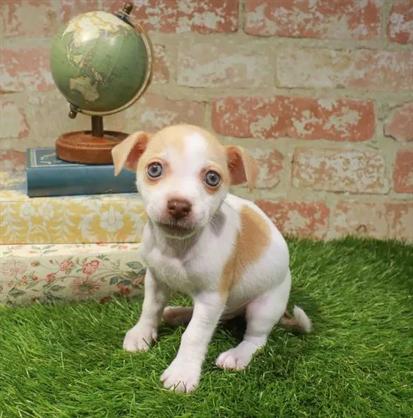 Male Chihuahua puppy named Dion for sale at Waggles Charlotte.