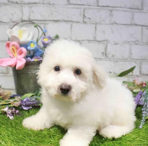 Male Bichon puppy named Frosty for sale at Waggles Greensboro.