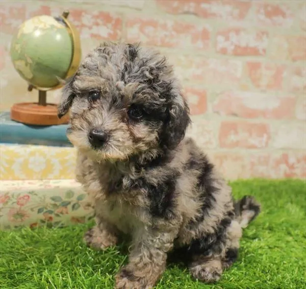 Female Mini Goldendoodle 2Nd Gen puppy named Winnie for sale at Waggles Charlotte.