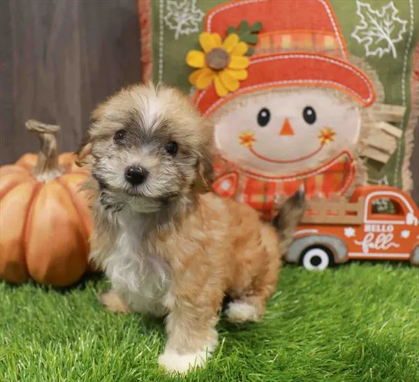 Male Havanese puppy named Nico for sale at Waggles Greensboro.