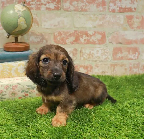 Male Dachshund puppy named Archie for sale at Waggles Charlotte.
