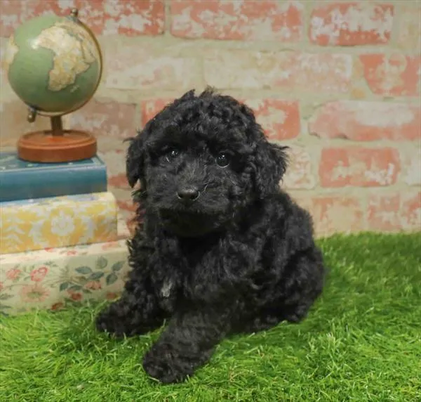 Male Yorkie-Poo puppy for sale at Waggles Greensboro.