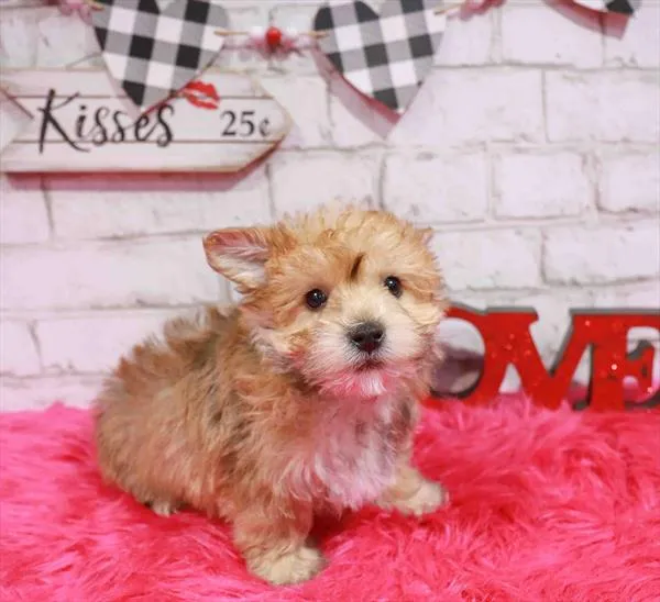 Male Yochon puppy named Clyde for sale at Waggles Greensboro.