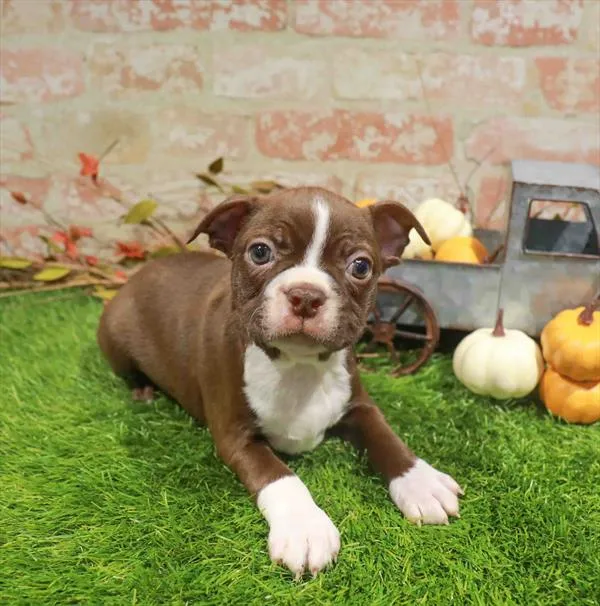 Male Boston Terrier puppy named Draco for sale at Waggles Charlotte.