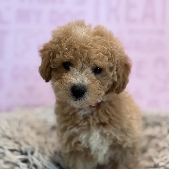 Female Maltipoo puppy named Joy for sale at Waggles Greensboro.