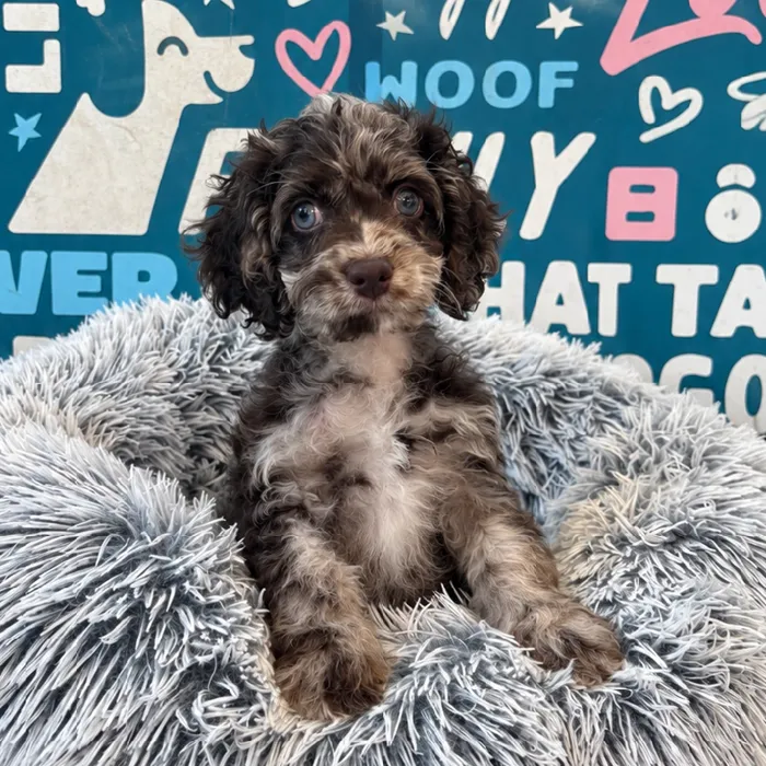 Female Cockapoo puppy named Nora for sale at Waggles Charlotte.