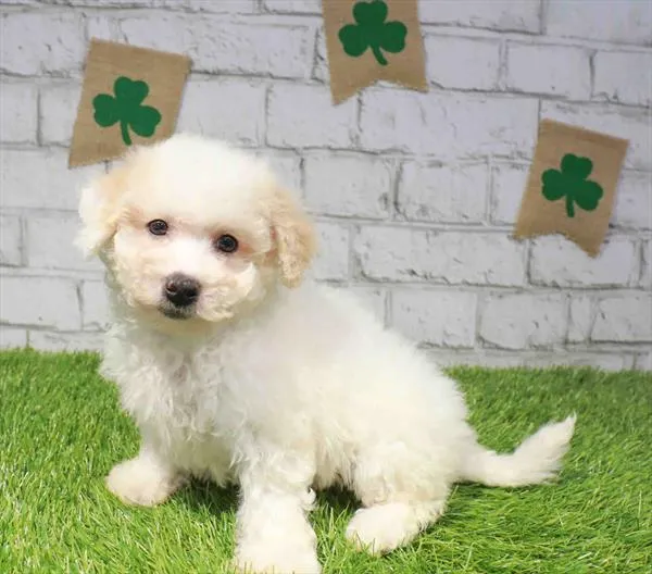 Female Bichapoo puppy named Kimberly for sale at Waggles Greensboro.