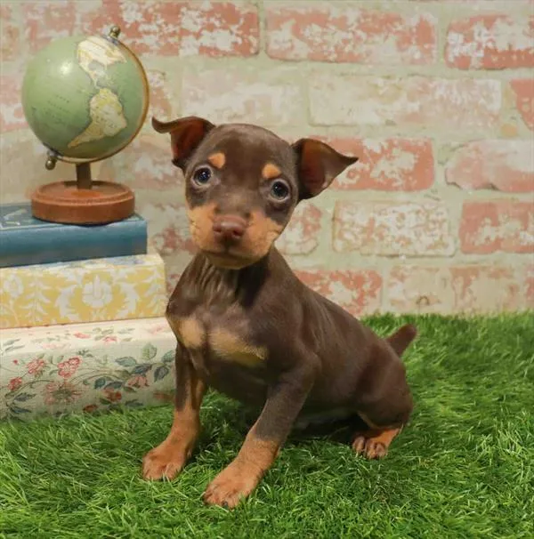Male Min Pin puppy named Knox for sale at Waggles Charlotte.