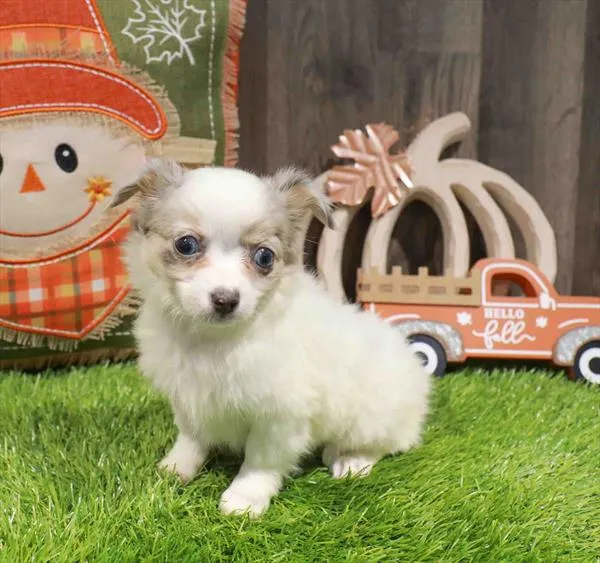 Female Chihuahua puppy named Bay for sale at Waggles Greensboro.