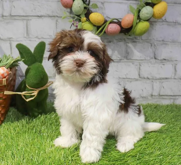 Female Havanese puppy named Magnolia for sale at Waggles Greensboro.