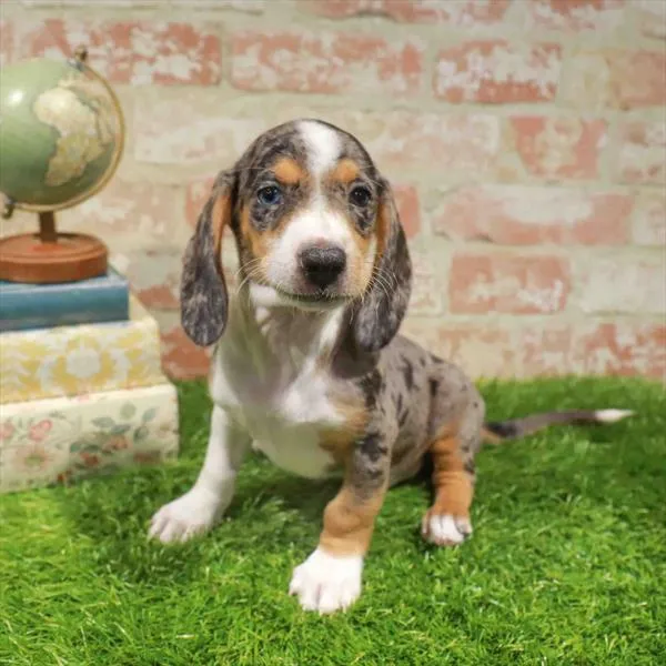 Male Dachshund puppy named Mickey for sale at Waggles Greensboro.