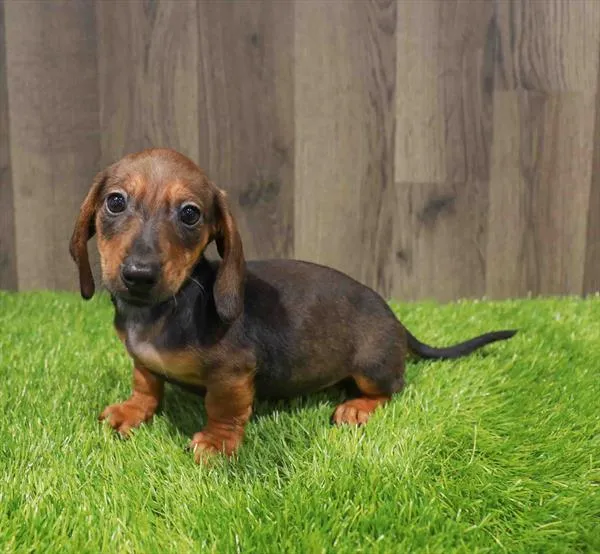 Male Dachshund puppy named Mcqueen for sale at Waggles Greensboro.