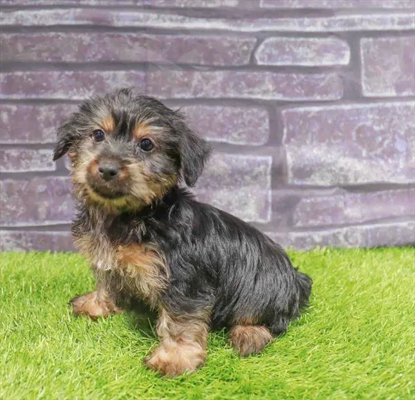 Male Silky Terrier puppy named Cosmo for sale at Waggles Greensboro.