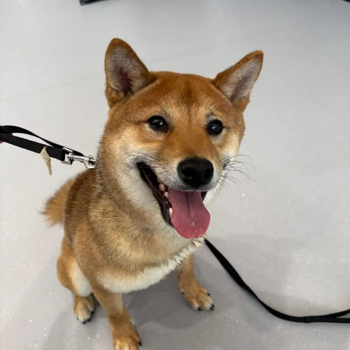 Male Shiba Inu puppy named Benson for sale at Waggles Charlotte.
