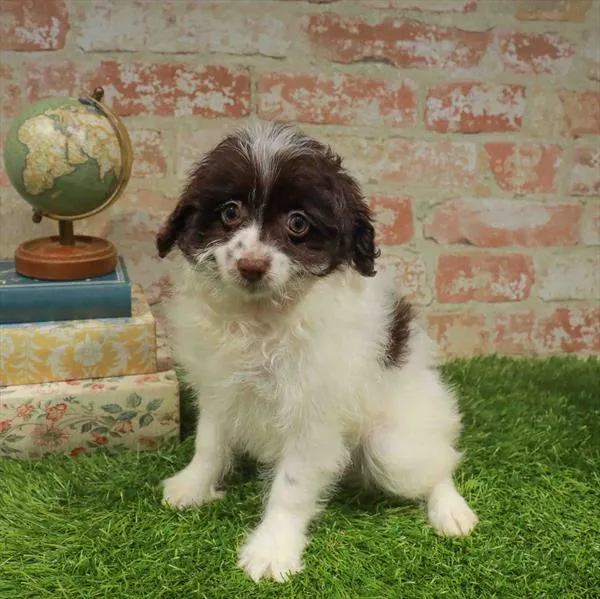 Female Pom-A-Poo puppy for sale at Waggles Greensboro.