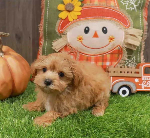 Female Maltipoo puppy named Bea for sale at Waggles Charlotte.