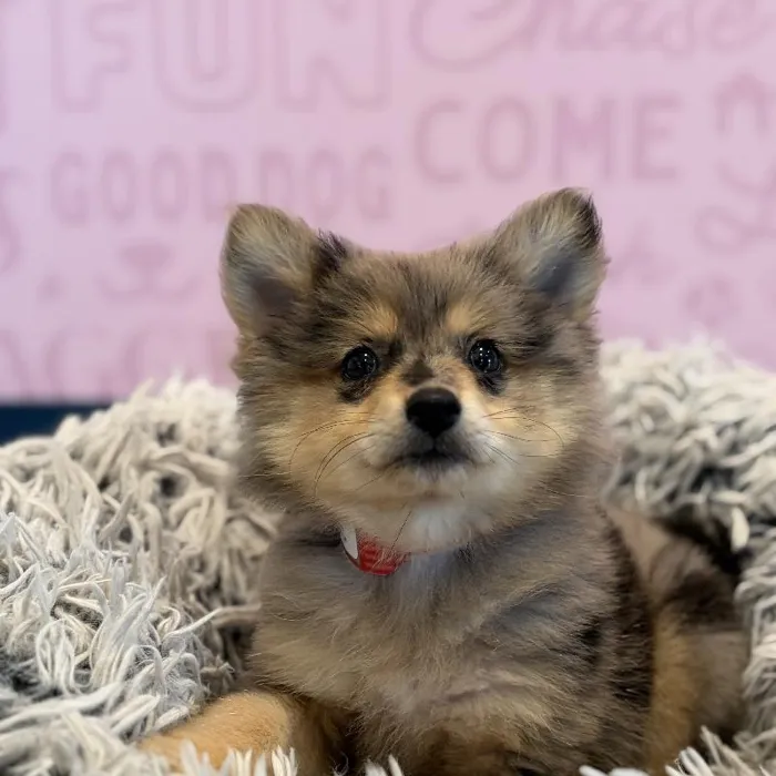 Female Pomeranian puppy named Sunday for sale at Waggles Greensboro.