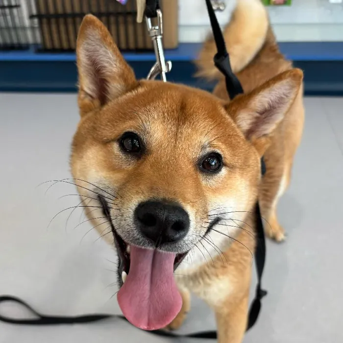 Male Shiba Inu puppy named Benson for sale at Waggles Charlotte.