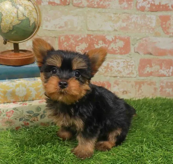 Male Silky Terrier puppy named Jasper for sale at Waggles Raleigh.