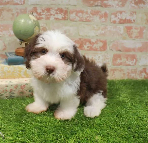 Male Havanese puppy named Binx for sale at Waggles Greensboro.