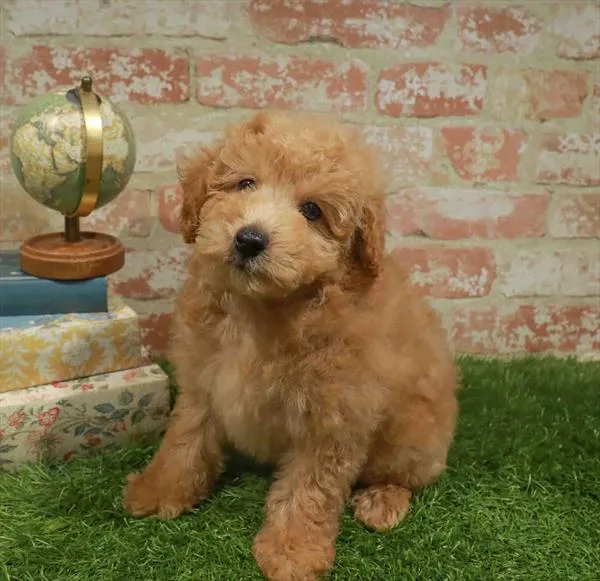 Male Mini Poodle puppy named Franklin for sale at Waggles Charlotte.